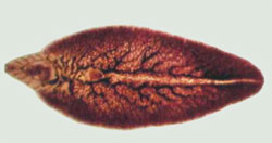 A picture of an isolated mature liver fluke